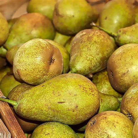 odd pears|29 Types Of Pears From A to Z (With Photos!) .